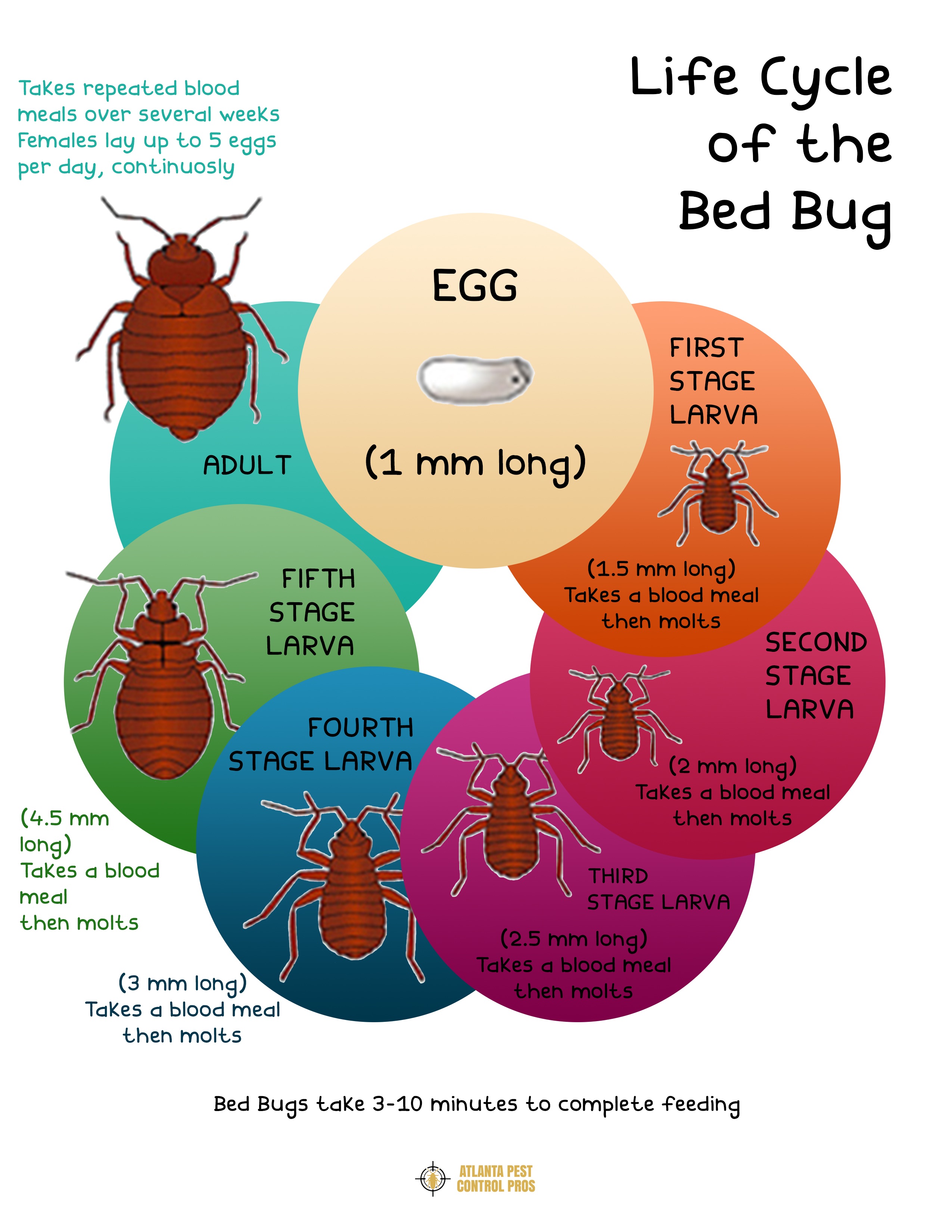 Life Cycle Of The Bed Bug INFOGRAPHIC Life Cycle Of The Bed Bug INFOGRAPHIC