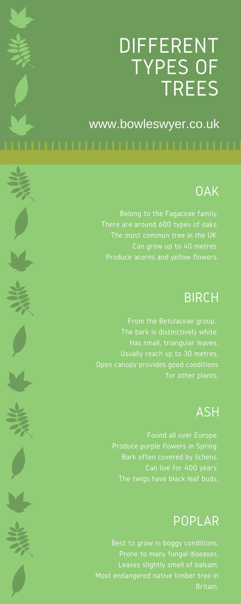 Different Types Of Trees Different Types Of Trees