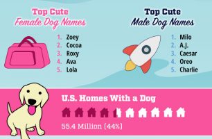 2016-dog-names-infographic