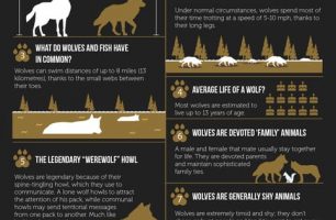 9 Facts You Didn’t Know About Wolves [INFOGRAPHIC]