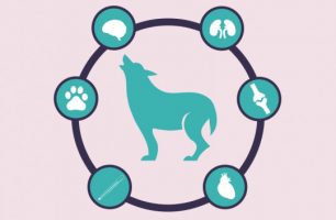 fish-oil-supplements-dogs-infographic